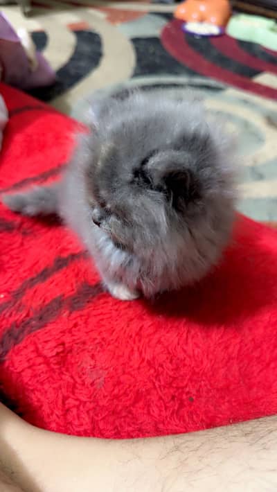 Persian kitten