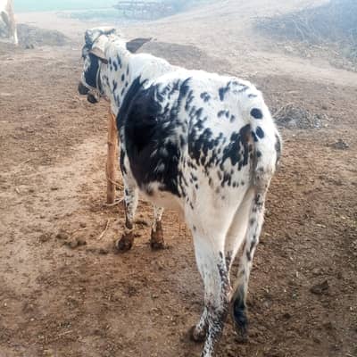 Yah bachra hai for sell