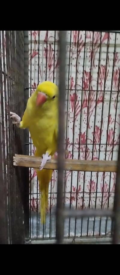 yellow ringneck pair