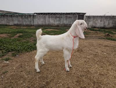 pure rajanpuri bakray