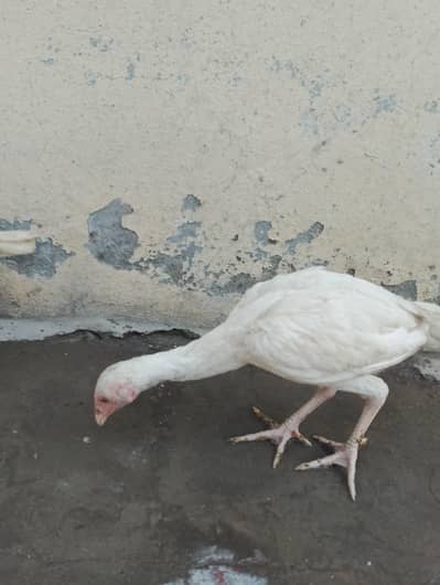 5 male and female aseel