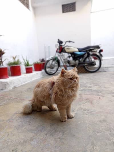 Persian Female Triple Coat