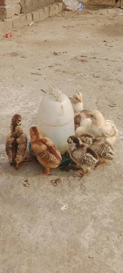 Pure jawa aseel chicks