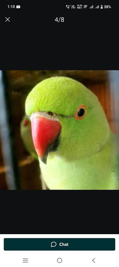 ringneck parrot
