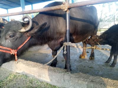 Nili-Ravi Buffalo | 2nd timer | nili ravi | Cow |male child | For sale