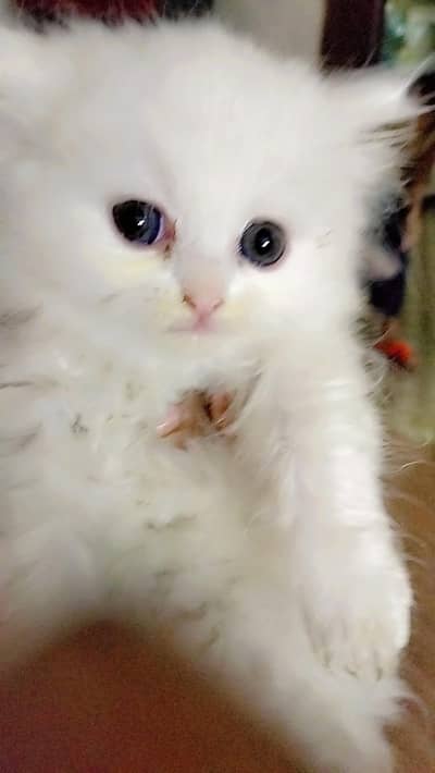 white Persian triple coated