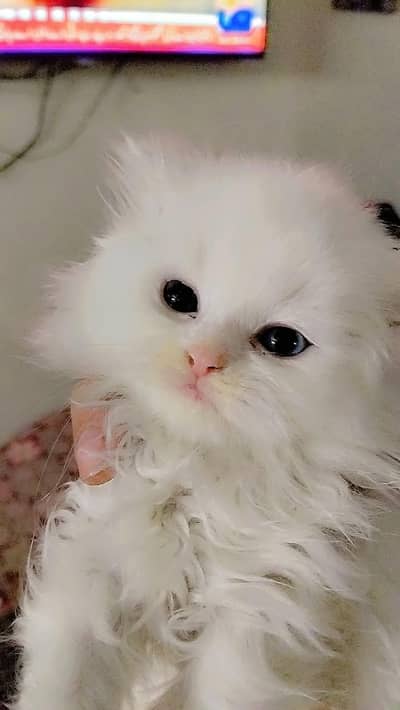 white Persian triple coated