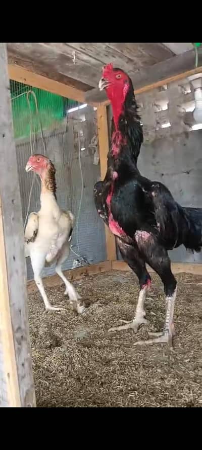 03334948562 / watapp