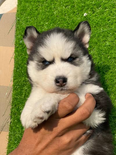 husky puppies