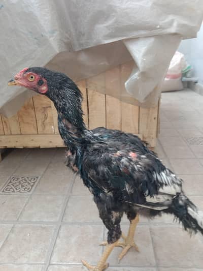 Pure Aseel Lasani Patha.