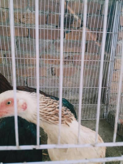 ASEEL MURRGA PAIR WHITE MURGI AND BLACK MURGA ASEEL