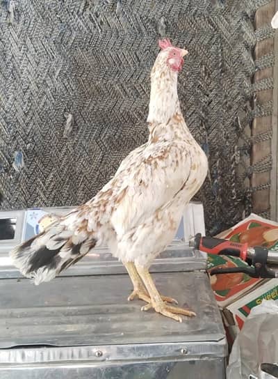cheeni bengum madi or black mushki madi for sale 2no eggs dy rhi hn