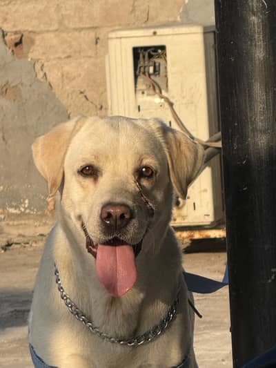 British Labrador female 7 months