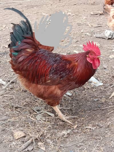 desi murga murgha murgian for sale