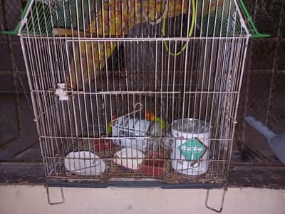 love birds with cage