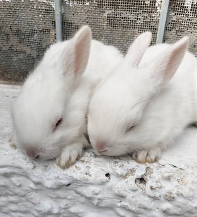 2 red eyes bunnies
