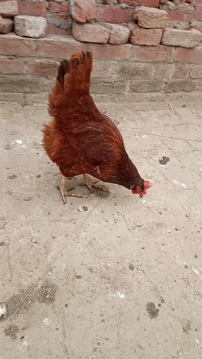Rir Hens available for Sale