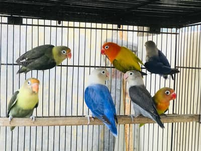 Lovebirds pairs with chicks