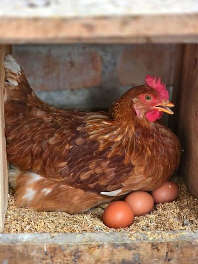 lohman | lohman Brown | Lohman Black | eggs laying hens | murghi |eggs