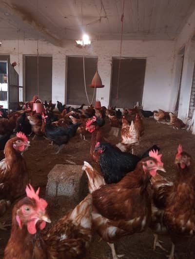 lohman Brown | Lohman Black | eggs laying hens | lohman murghi |eggs