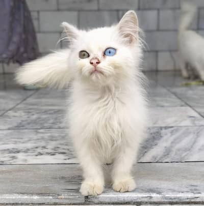 Oddo eye's persion male cat