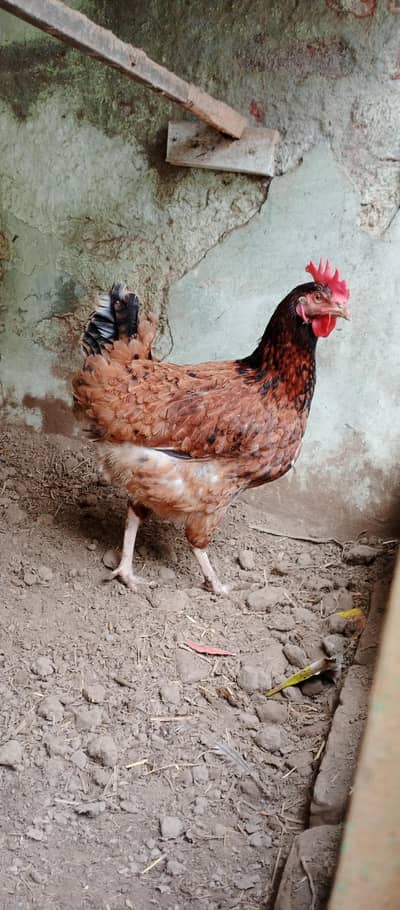 golden misri murgi for sale 5 murgiya aur ek murga