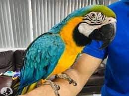 blue macaw parrot chicks for sale call number03203653808