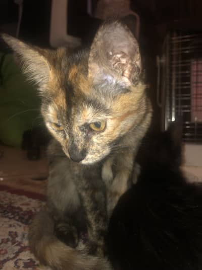 Multi colored ,black and cat for adoption