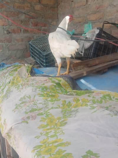 Aseel White Murga For Sell
