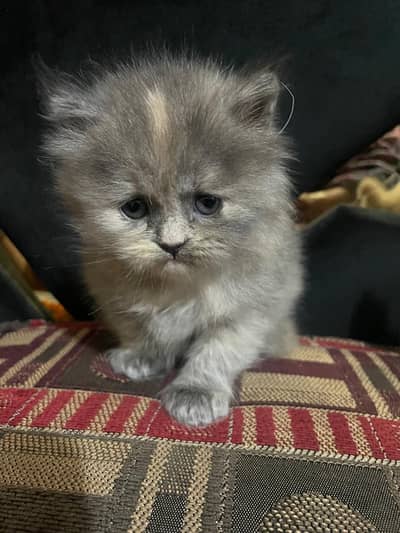 persian kittens for sale