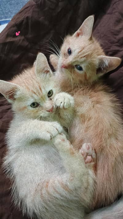 beautiful kitten urgent sell only Karachi malir health and active