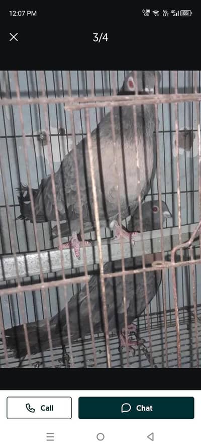 long tail high quality same pair