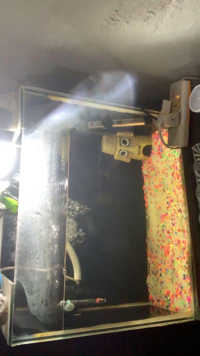 Aquarium plus flower horn