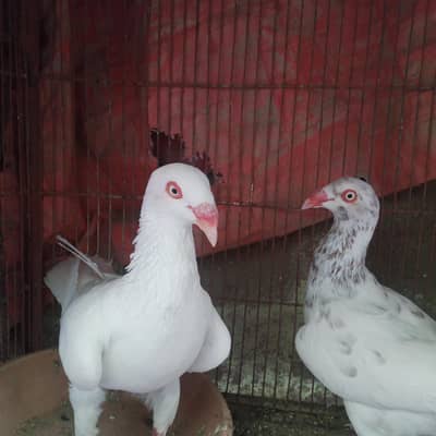 pigeons for sale