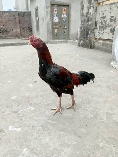 mianwali murga for sale