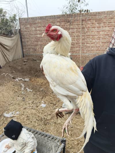 white aseel all setup for sale