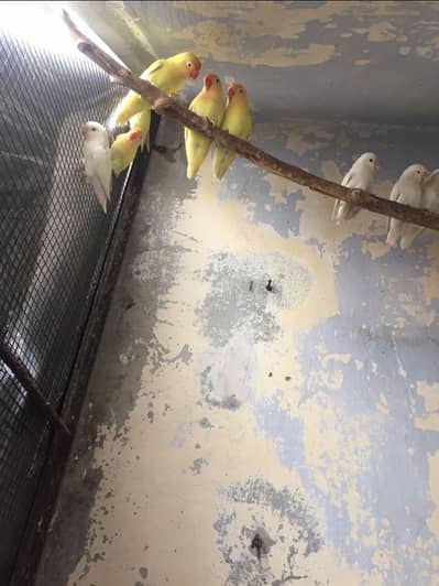 Albino dackeno ceremeno Argent sale5 breeder pair