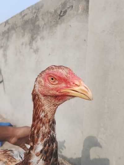 high quality aseel pathi