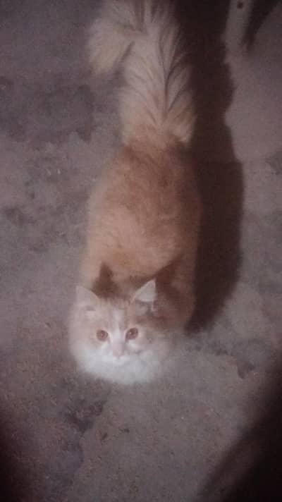 Persian male healthy and active