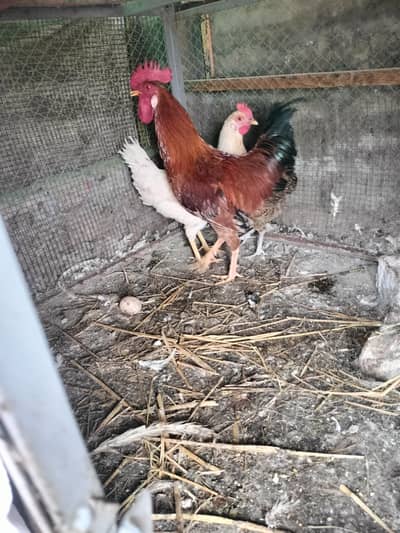 golden misri egg lawing trio foresale 1 male 2 female