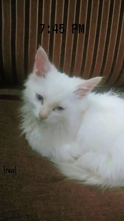 5 Month Female parsan kitten