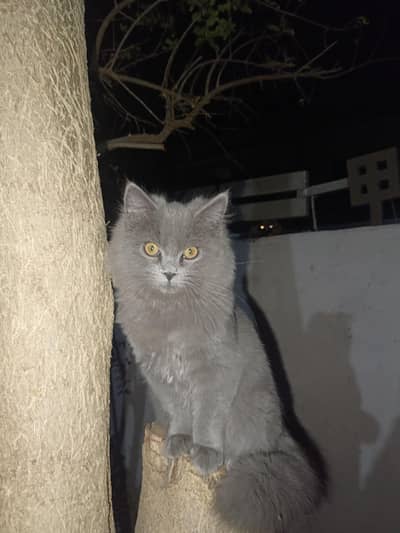 Grey Persian Male kitten