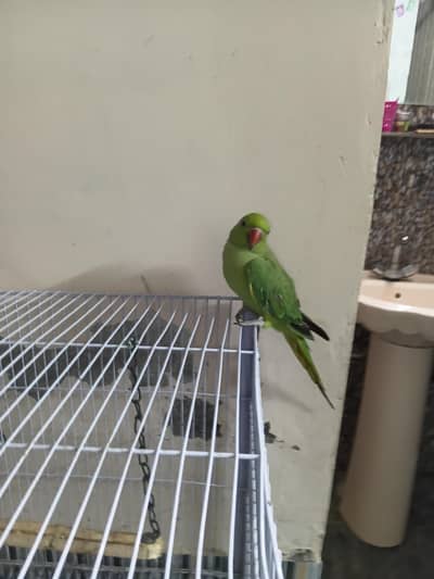 green parrot