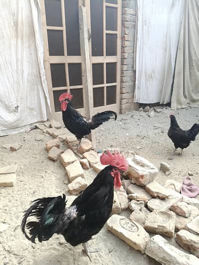 australorp chick and hens available