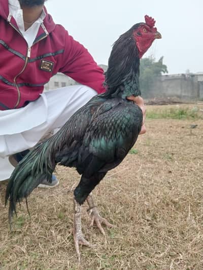 aseel murga for sale