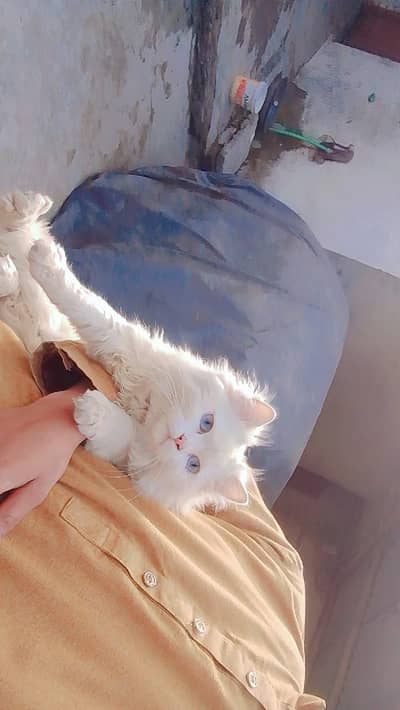 withe cat and blue eyes she looks very good  beautiful