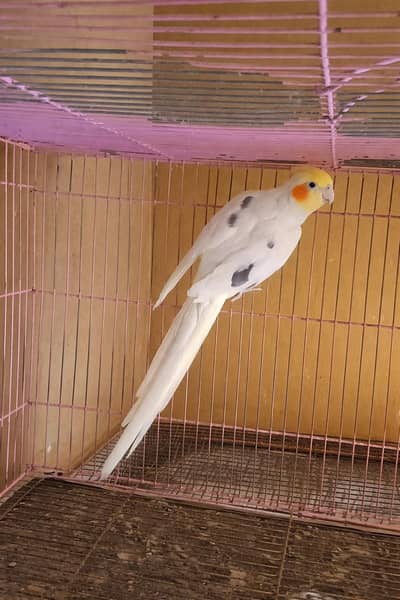 One spotted cocktail HEALTHY ACTIVE  BREEDER WHISTLER