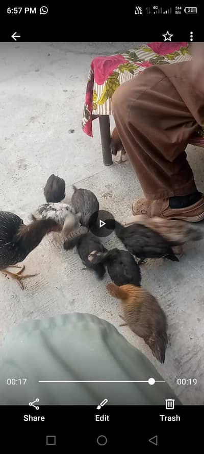 Aseel ordesichicks for sale location jhelum total 8 chicks