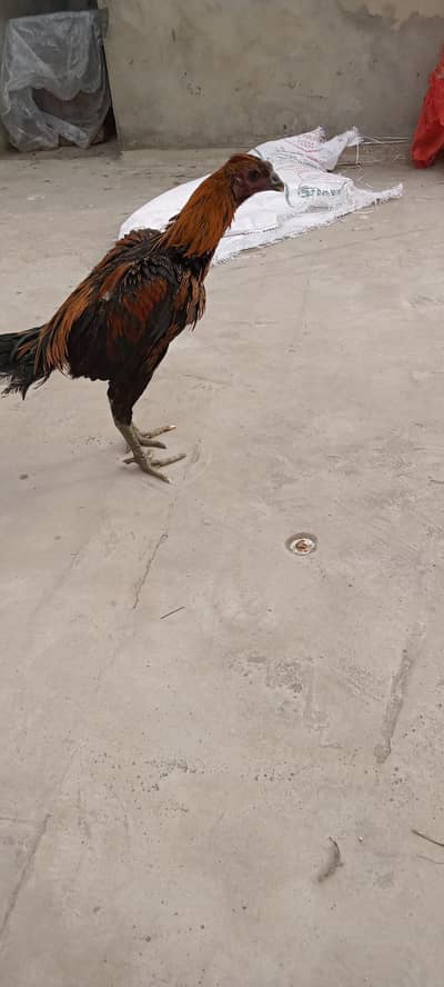 pure dargon full black skin black eyes black nali