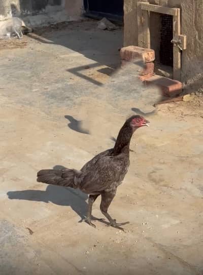 Blue Thai (salati ) Murgi